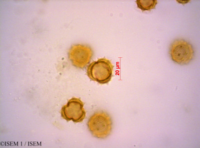 ISEM 1/Pentzia_eenii_40361/Pentzia_eenii_40361_0001(copy)_thumb.jpg